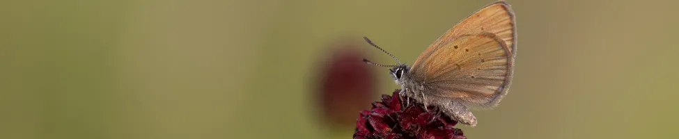 Alcon blue butterfly specimen (Phengaris nausithous) specimen. Alcon blue butterfly specimen (Phengaris nausithous) specimen.