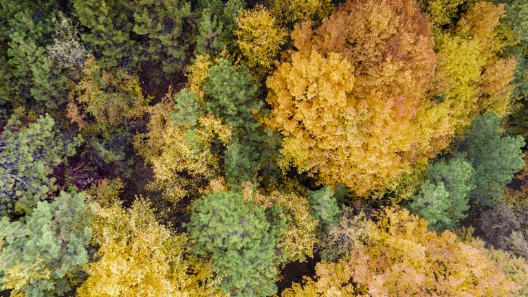árboles con hojas de diferentes colores vistos desde arriba