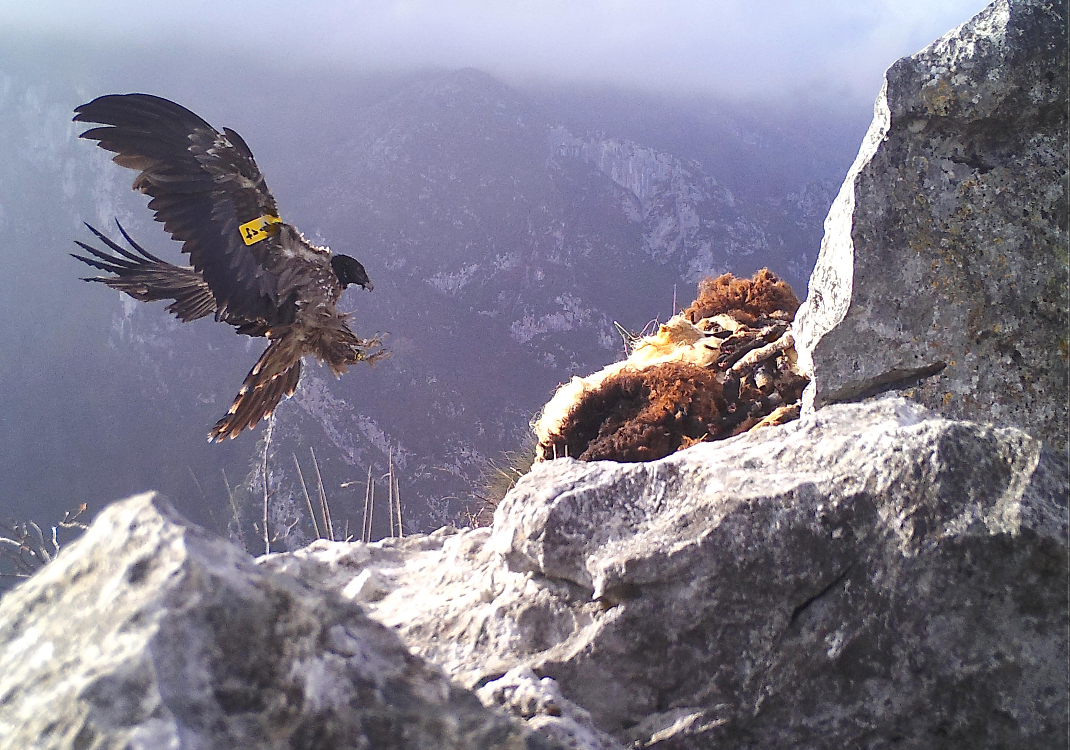 Quebrantahuesos volando sobre las montañas de Picos de Europa