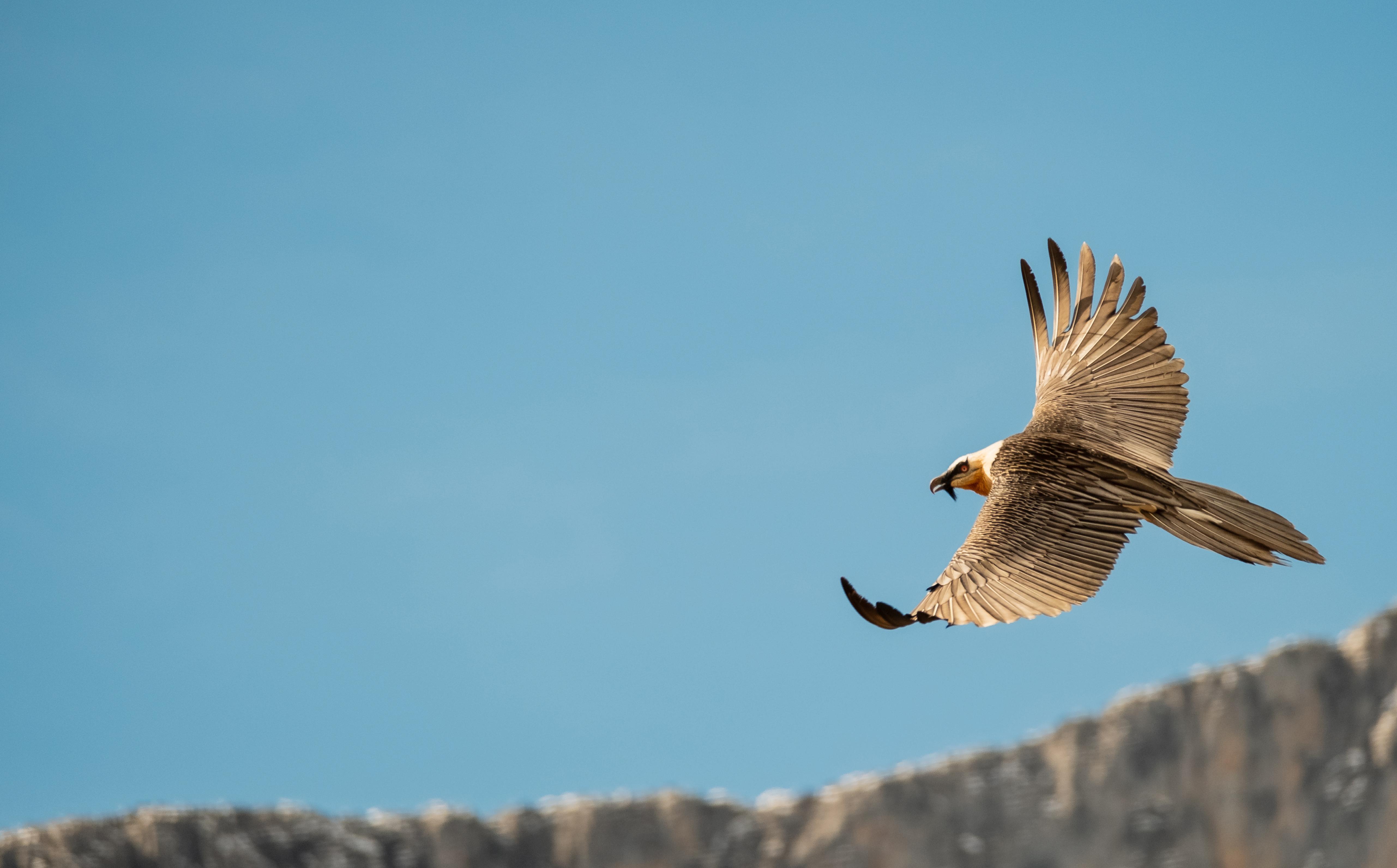 Quebrantahuesos volando sobre las montañas de Picos de Europa